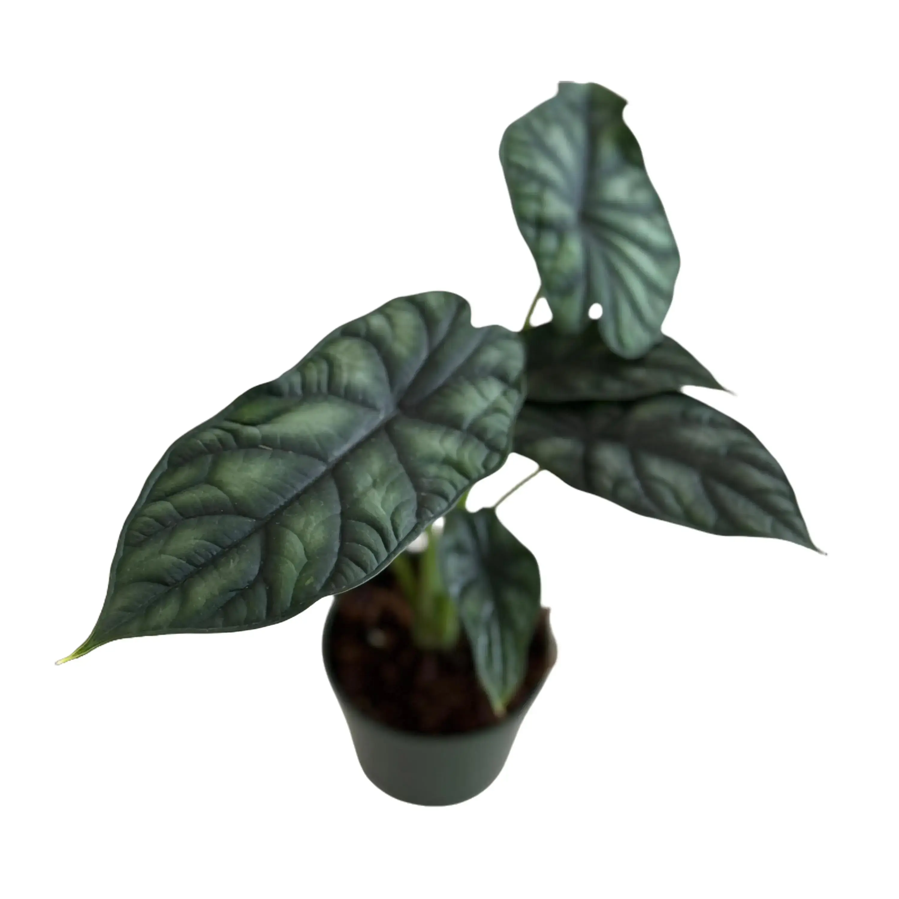 Alocasia Dragon Scale Potted Live Plant 4in - Alocasia baginda - Jewel Alocasia - Sculptural Veining - Metallic Emerald Foliage - Rare Collectors Plant - Bold Interior Accent - Exotic Tropical Vibe - Statement Houseplant