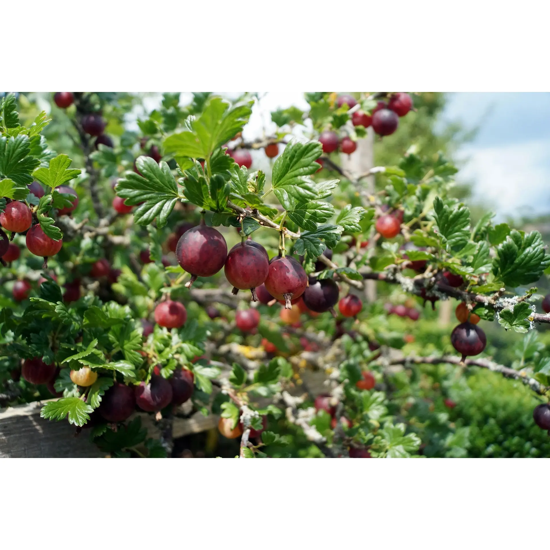 "Black Velvet" Gooseberry
