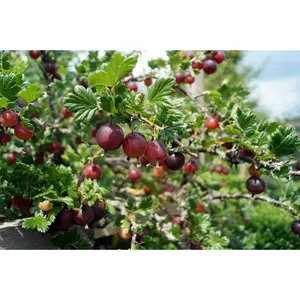 "Black Velvet" Gooseberry