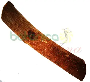 Palo Raspa Lengua 3.5" - 5" Aprox.
