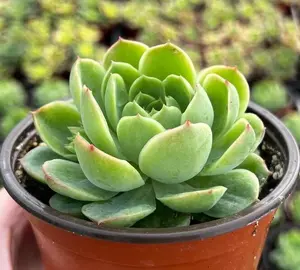 Live Echeveria Lime N' Chile Plant - 4 Inch Pot