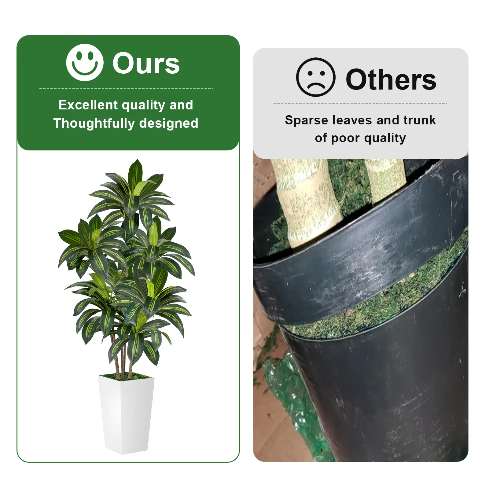 indoor plant tree Money Tree | Indoor Plants