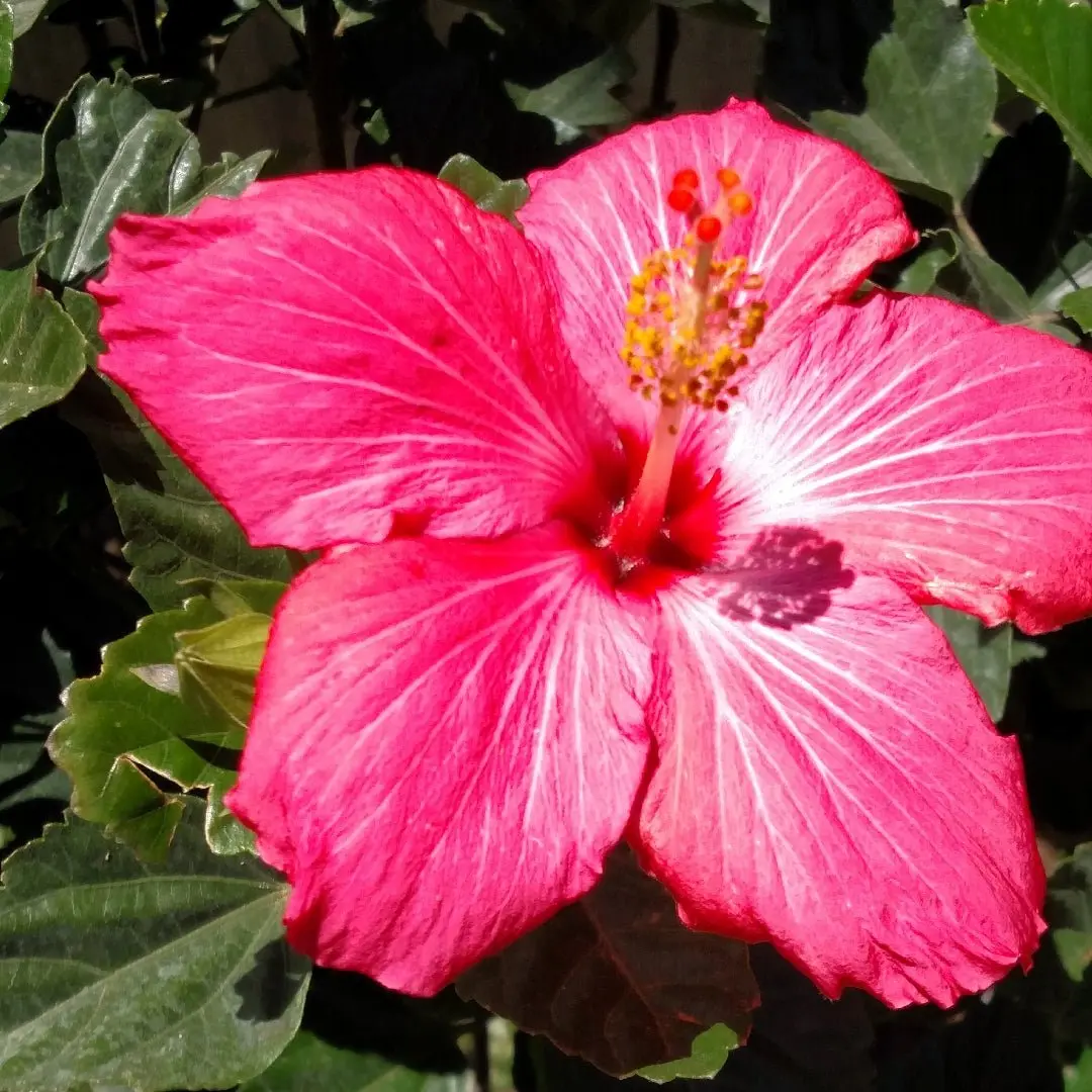 Hibiscus Standard Painted Lady (Hibiscus rosa-sinensis)
