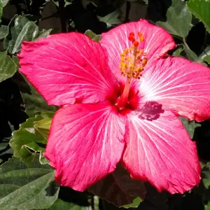 Hibiscus Standard Painted Lady (Hibiscus rosa-sinensis)