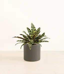 Rattlesnake Calathea