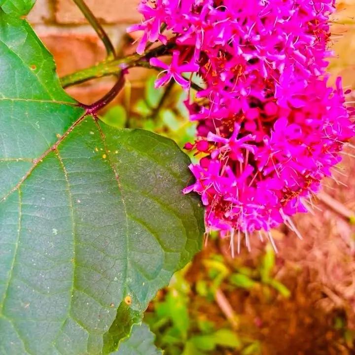 Vibrant Pink German Hydrangea Plant (Rose Glory Bower / Clerodendrum bungei) – Live Well-Rooted Potted Plant for Garden & Patio