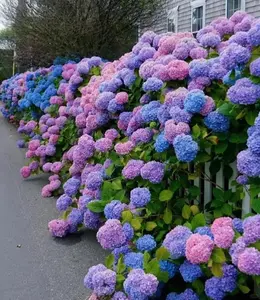 200PCS Hydrangea Planting Seeds – Classic Decorative Flower for Outdoor Garden Beds and Residential Landscaping, Seeds Only, Not Live Plants