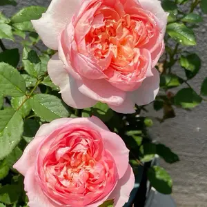 Rare Rose【Tao Ran】- 1.5 Gal Own Root Bare Root｜| Strong Musky &Myrrh Fragrance| Large Bloom| バラ|Easy to Grow|  Heat Resistant| Especially Gif| Scalloped Petals| Trendy variety| Exquisite| Popular| Fetching| Redolent| Rose Scent Wedding Colorful Decoration
