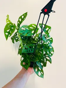 Monstera Adansonii 'Wide Form' - Hanging Basket - 4" Pot