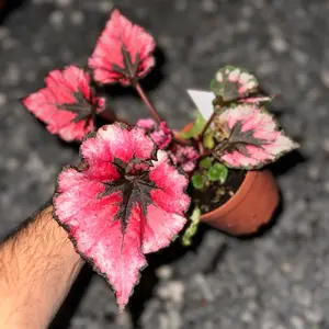 Begonia Cherry Blossom 4” and 6” House Plants