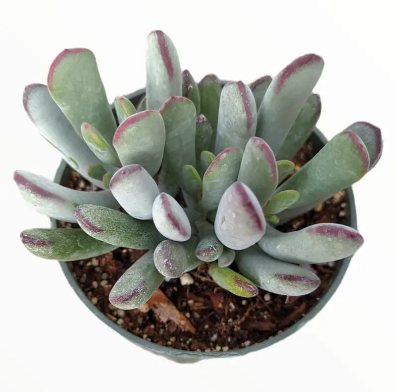 Cotyledon Orbiculata 'Lady Fingers' - Rare Succulent - Live Plant in 4" Pot