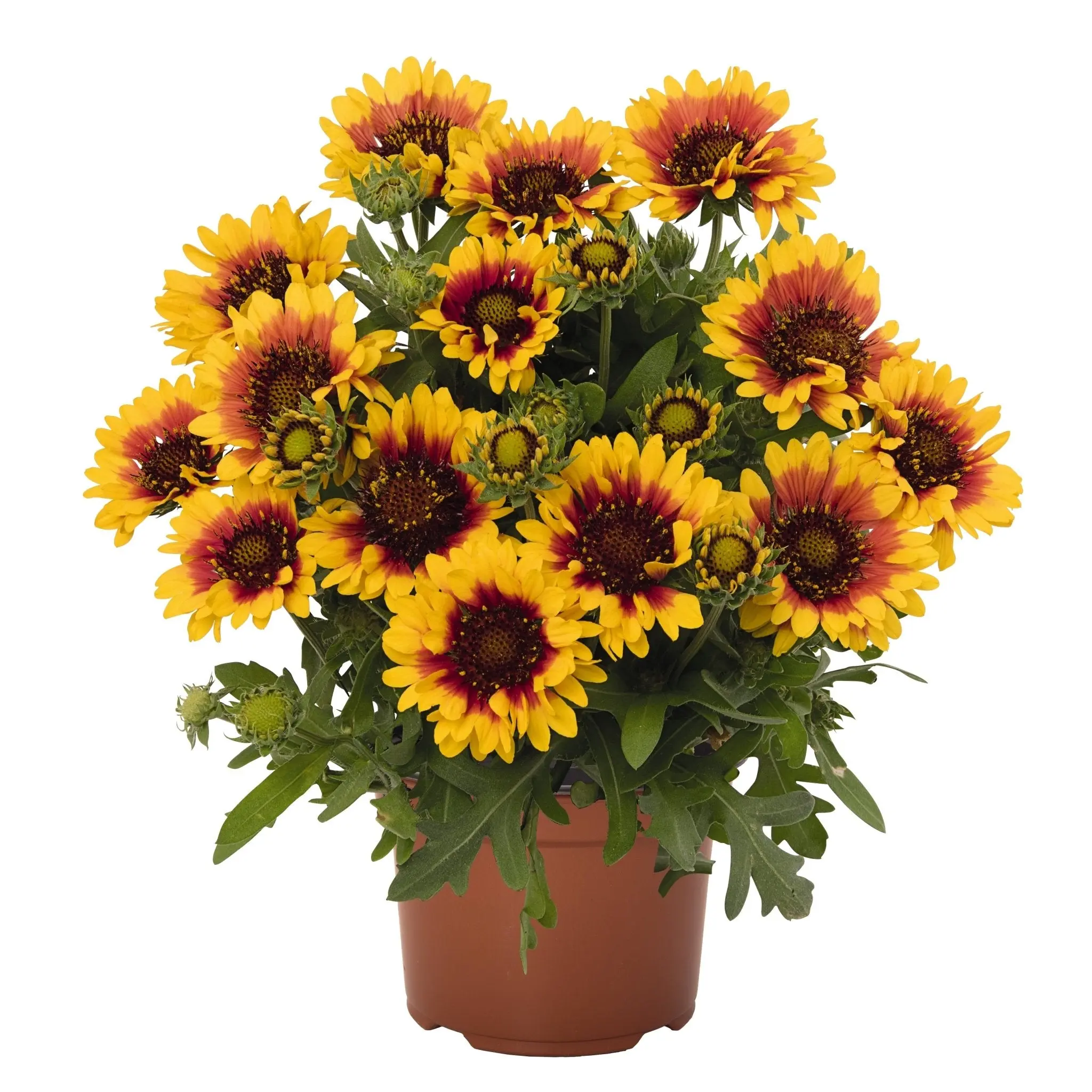 Spintop Red Starburst Blanket Flower