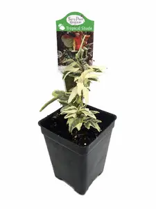 Mini Easter English Ivy - 2.5" Pot - Terrarium/Fairy Garden/House Plant