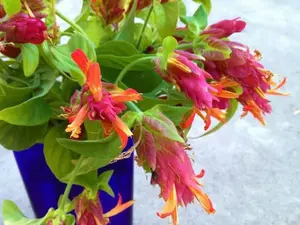 Red Shrimp Starter Plant- Justicia Brandegeana- Red Maroon Shrimp Plants - Beautiful Blooms ship in pot 2" to 4" tall
