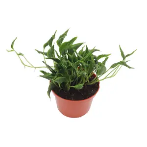 Shangri la Epipremnum - 6'' from California Tropicals