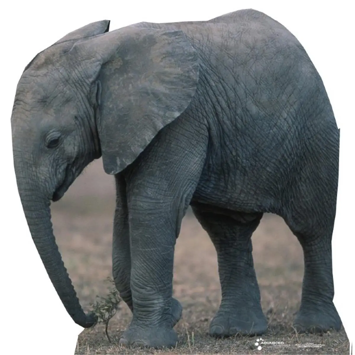 3-Dimensional Life-Size Elephant Cardboard Stand-Up Cutout, Indoor Wall Decor for Home Supplies, Indoors