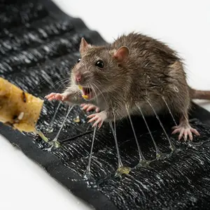 Super Sticky Mouse Repellent Film (120x27.5cm) - Long Lasting Adhesive Rat Trap Board for Indoor Kitchen Corner