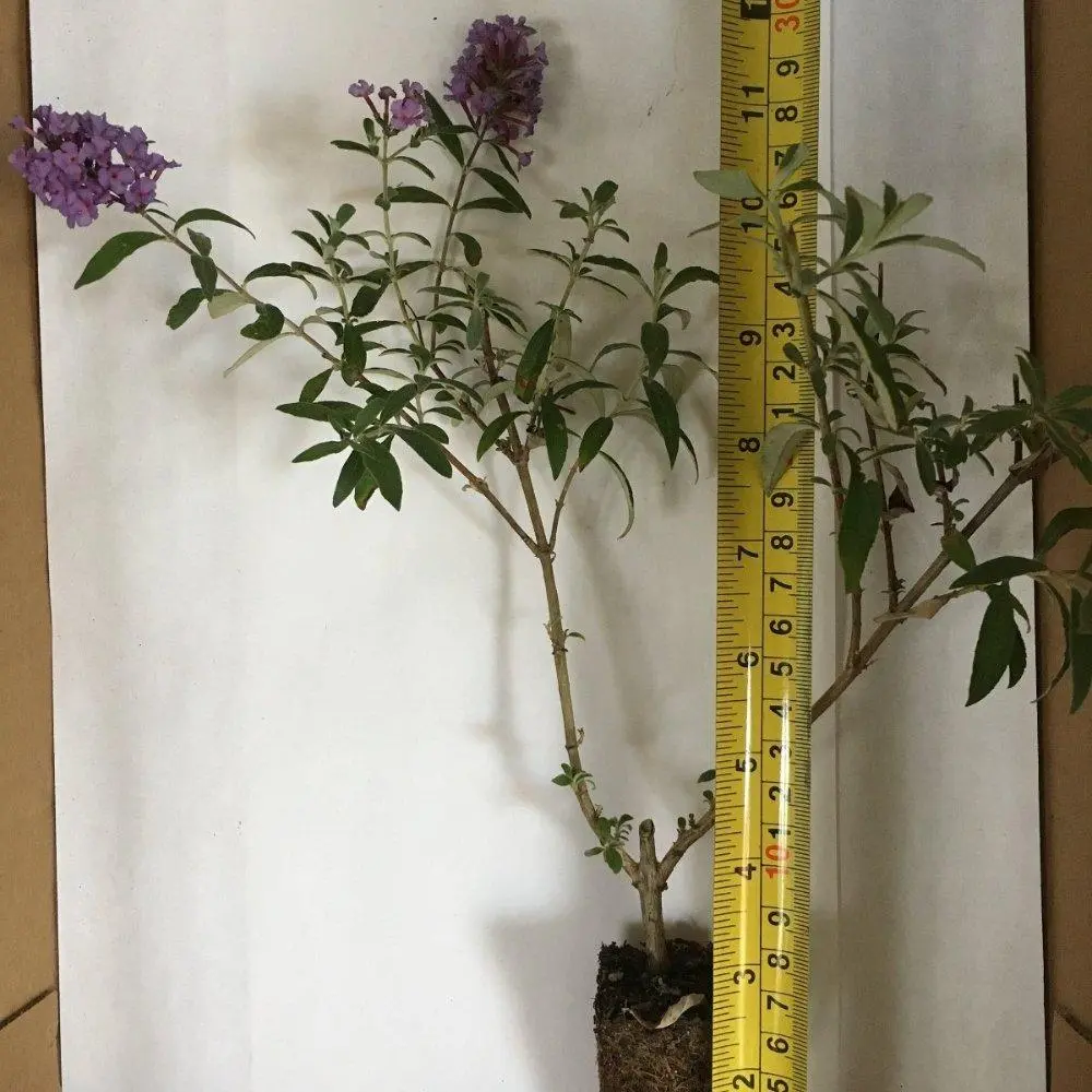 Dwarf Blue Butterfly Bush (Buddleia davidii 'Nanho Blue') - Live Outdoor Garden Shrub, Full Sun, Pollinator-Attracting Home Improvement Hedge Live Plant