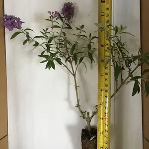 Dwarf Blue Butterfly Bush (Buddleia davidii 'Nanho Blue') - Live Outdoor Garden Shrub, Home Improvement Hedge Plant