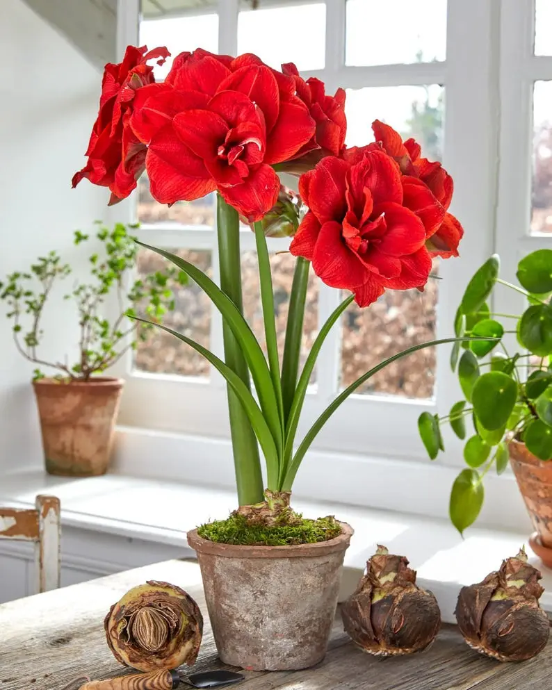Double Red Amaryllis Bulbs | Large Hippeastrum Flower Bulbs