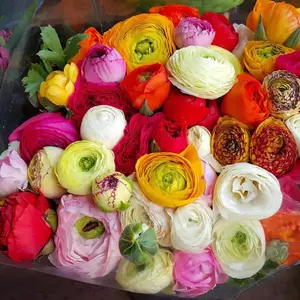 Ranunculus Mix Color Bulbs for Planting - 5 Bulbs