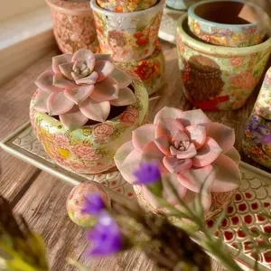 Graptopetalum Snow White Variegated- Single Potted Purple Delight Succulent - Beginner Friendly & Easy to Grow - Perfect for Home & Garden Decor Aeonium Succulent Plant Black