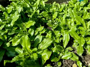 500+ Culantro Seeds – Ngò GAI – Sawtooth Herb – Mexican Coriander – Long Coriander – Recao – Fitweed Seeds – Organic, Non-GMO, Heirloom– Made in USA, Vegetable for Yard & Garden Planting