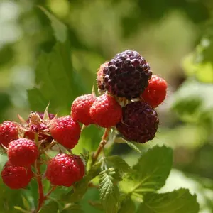 Jewel Black Raspberry Bush