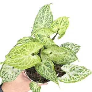 4" Syngonium 'Batik', Live Houseplant, Indoor Plant