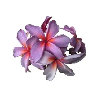 5 Purple Red Plumeria Seeds - Flower Seed Pack, Fragrant Perennial Blooms, Tropical Garden Plant Seeds, Full Sun Container Gardening, Premium Plumeria Plants Seeds