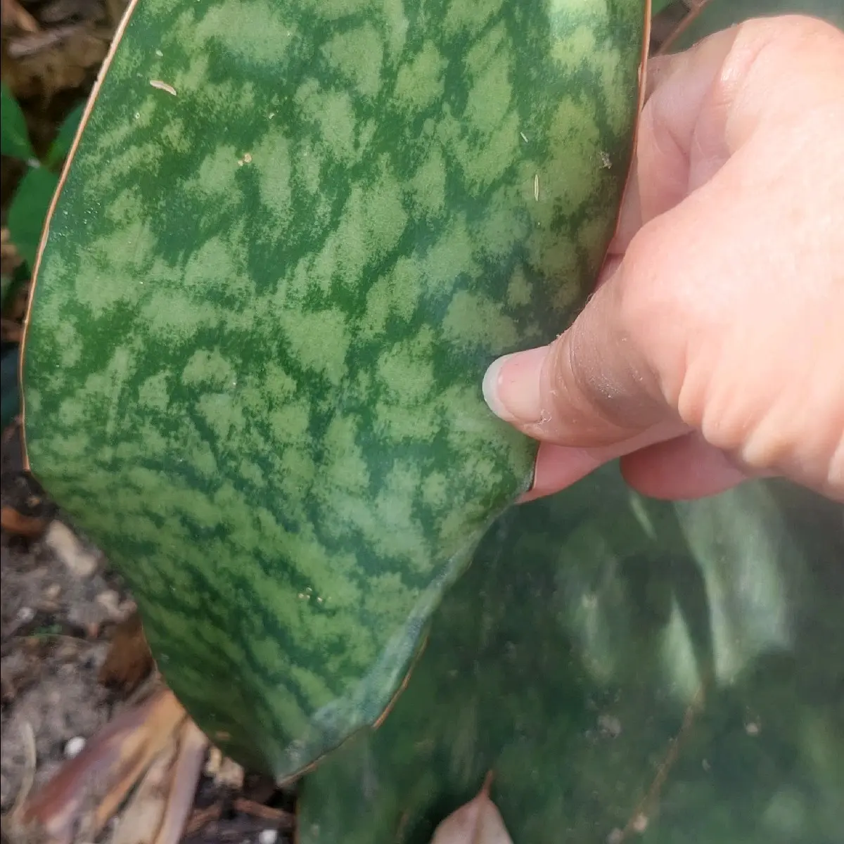 Whale Fin Sanseveria snake Plant. approx 10" tall Whale Fin Sanseveria snake Plant. approx 10" tall