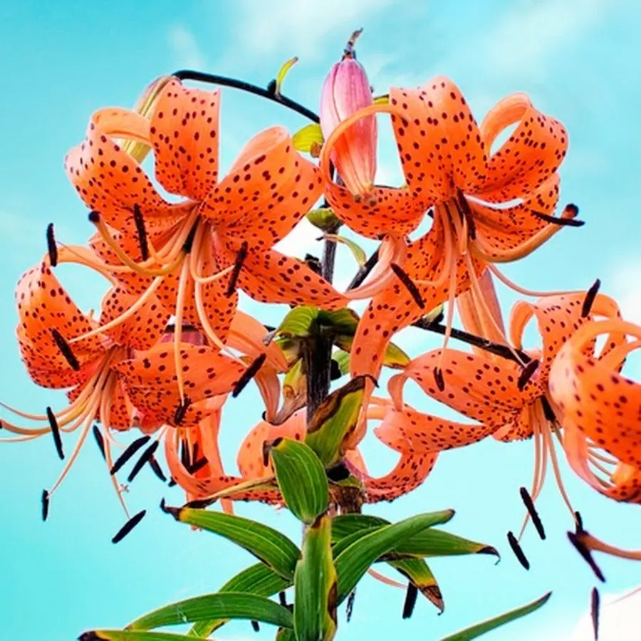 Tiger Lily Seeds Lilium Columbianum Spotted Flower 100 Seeds - TikTok Shop