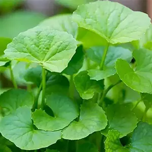 Green Gotu Kola Big Leaf Centella Seeds 2 Pack x 2000 Seeds Non-GMO Heirloom Home Garden Container Raised Bed