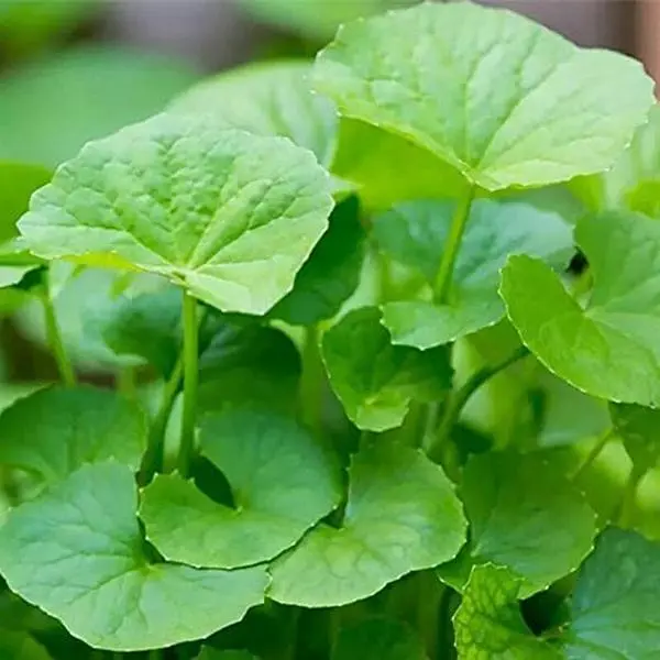 Green Gotu Kola Big Leaf Centella Seeds, 2000 Non-GMO Heirloom Seeds for Germination, Plant Care, Indoor & Outdoor Growing, Home Garden Containers & Raised Beds, Integrated Pest Management, Water Management & Irrigation, Pickling & Preserving Use