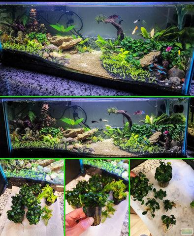 Anubias Nana Petite (Amazing Aquascaping Plant)