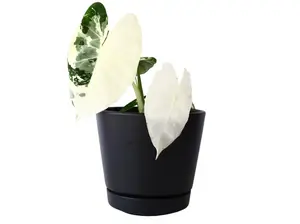 Alocasia Frydek Variegated 4" Potted Live Plant - Alocasia micholitziana - Rare White Variegation - Velvety Emerald Leaves - Striking Contrast - Collector's Jewel Alocasia - Exotic Tropical Vibe - Unique Foliage Pattern - Statement Houseplant