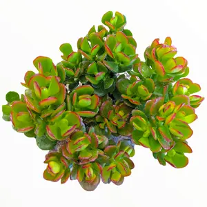 Crassula ovata 'Baby Jade'