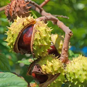 Horse Chestnut Seeds for Planting - Amazing and Exotic Fruit Tree