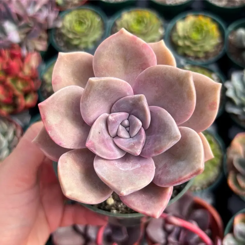 Graptopetalum Purple Delight Succulent Plant