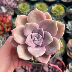 Graptopetalum Purple Delight Succulent Plant