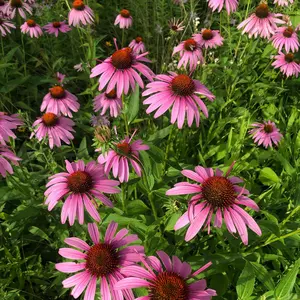 Purple Coneflower Seeds - Native Perennial Wildflower