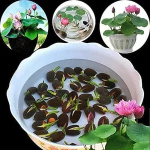 20 pcs Lotus Seeds Mixed Colors, Water Lily Flower Plant Seeds - Great Ornamental Courtyard Viable Aquatic Water Features Seeds - Bonsai Home Garden Pond Decor