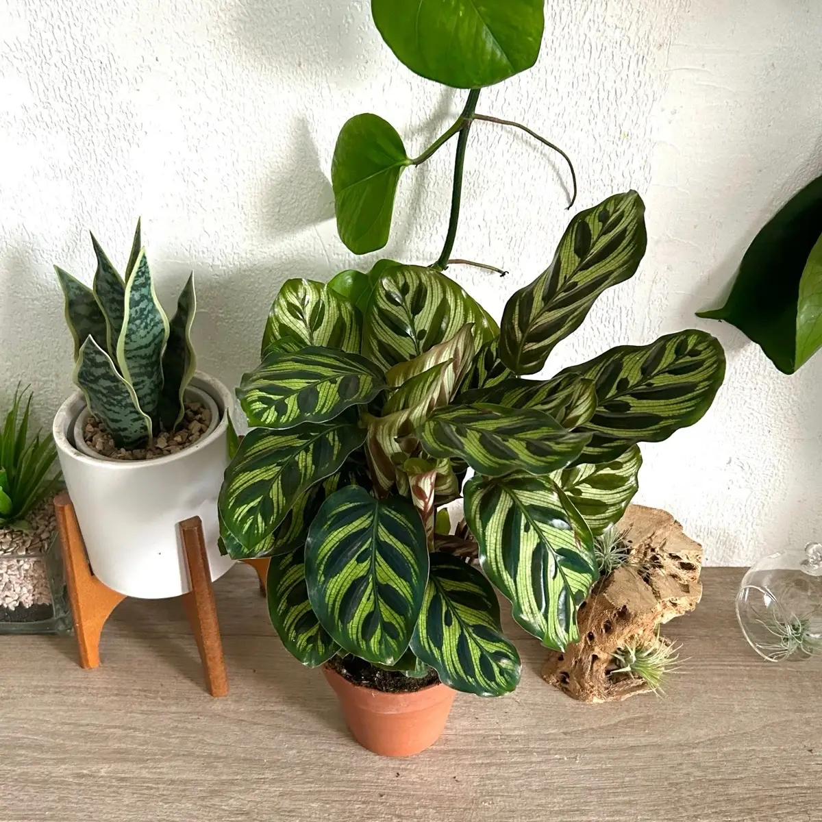 Calathea Makoyana “Peacock Plant” Live House Plant