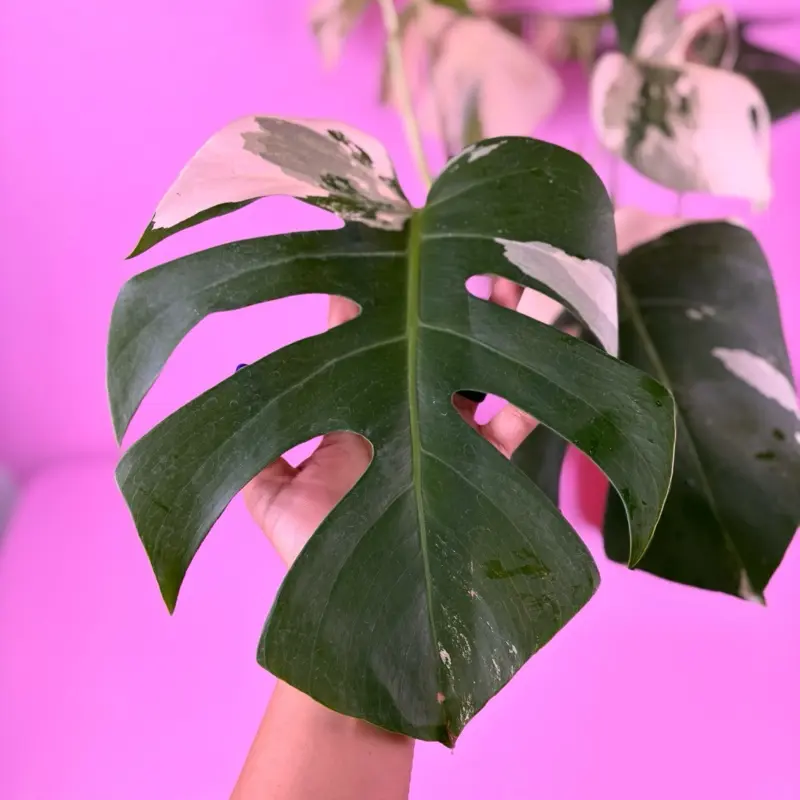 Monstera Borsigiana Albo 6 | Variegated Monstera | Rare Plant - TikTok Shop