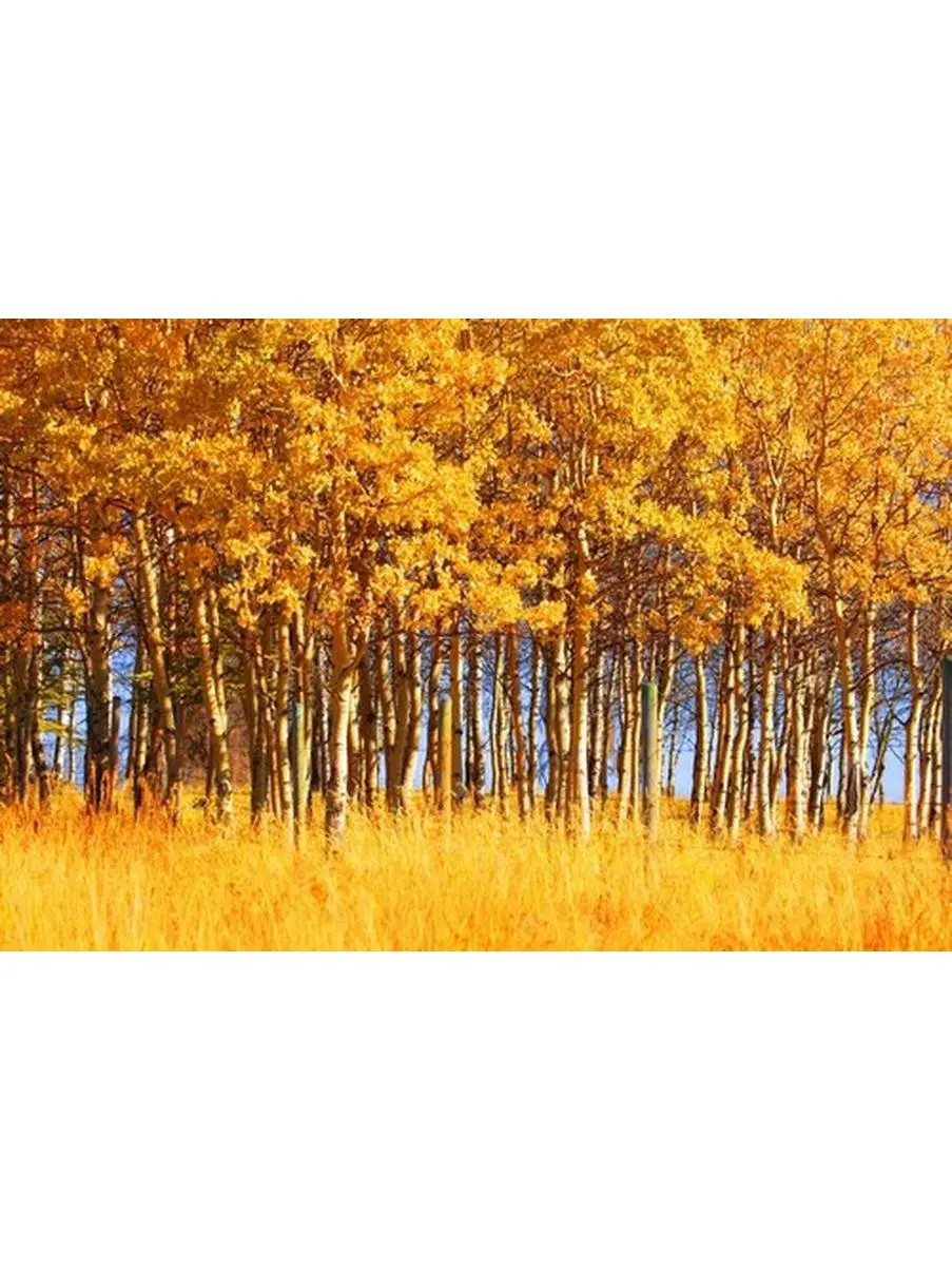 212 MAIN Artistic Autumn Trees Poster Print by Don Hammond - 17x11 in, Wall Decor for Room Decoration, Ideal Gift for Home Enthusiasts