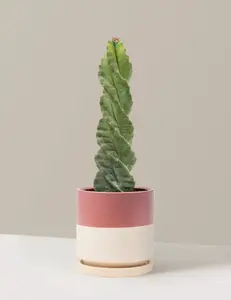 Spiral Cactus