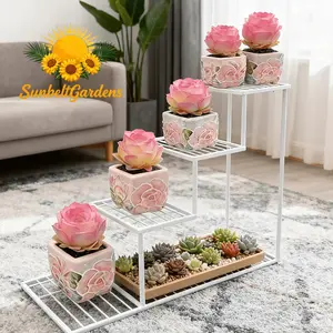 Mountain pink peach rose succulent plant, easy to grow for beginners, drought-resistant, beautiful, suitable for window sills, tabletops and balconies, easy care, no pressure, the first choice for gifts