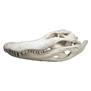 Alligator Skull XL - 4 Sizes - 19" - 23"