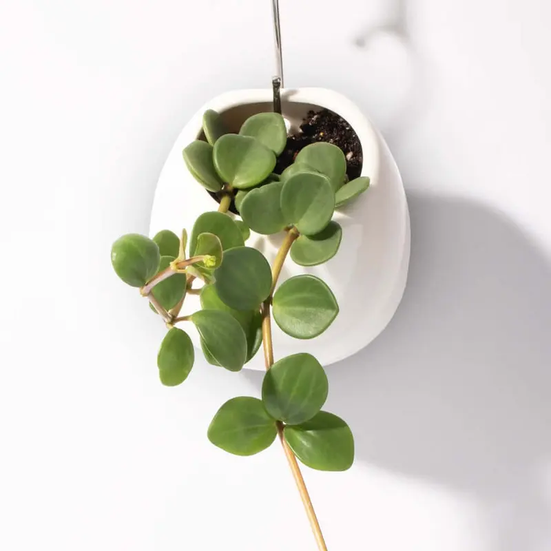 Peperomia Hope 'Trailing Jade' Plant