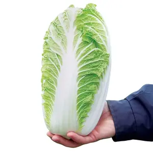 Michihili Napa Michihili Heading Seeds - Cabbage Seeds - Heirloom - GMO - Sweet Crunchy Chinese Cabbage - 14" High 4" Diameter Heads - Best Sown Late Summer for Fall Harvest